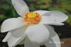 Nelumbo nucifera